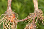 River bulrush